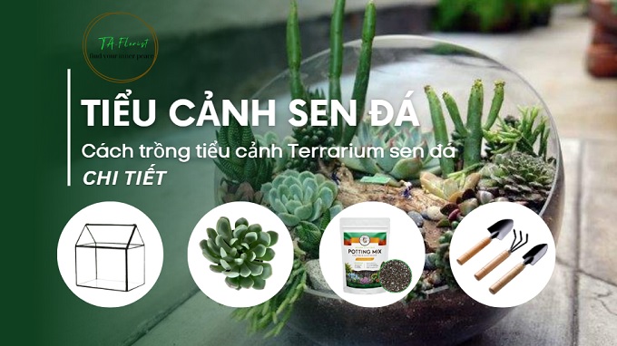 Hướng dẫn trồng tiểu cảnh sen đá chi tiết