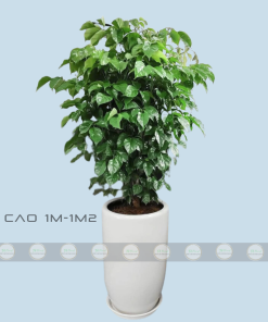 chậu cây hạnh phúc 1 tầng