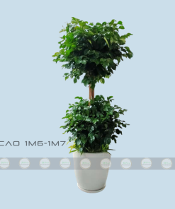 giá chậu cây hạnh phúc 2 tầng