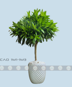 chậu trúc bách hợp trồng sẵn cho văn phòng
