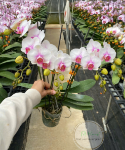 bán bầu lan mini tại Hà Nội