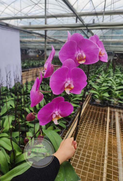 mua bầu lan hồ điệp hồng tại Hà Nội