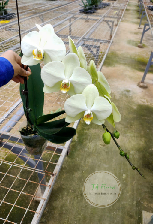 mua bầu lan hồ điệp xanh táo tại Hà Nội
