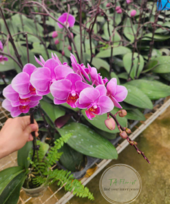 mua bầu lan hồ điệp mini tại Hà Nội