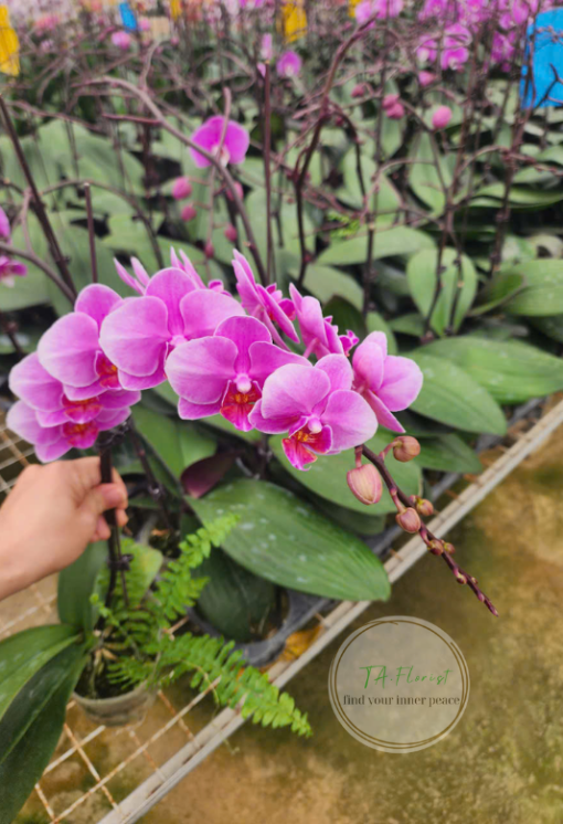 mua bầu lan hồ điệp mini tại Hà Nội