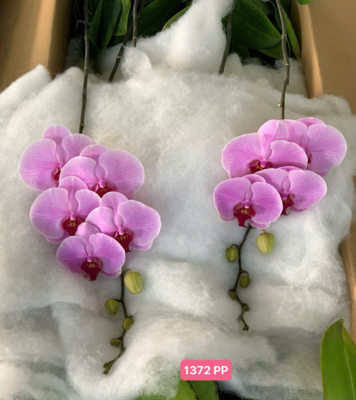bầu lan hồ điệp rời tự trang trí tại Hà Nội