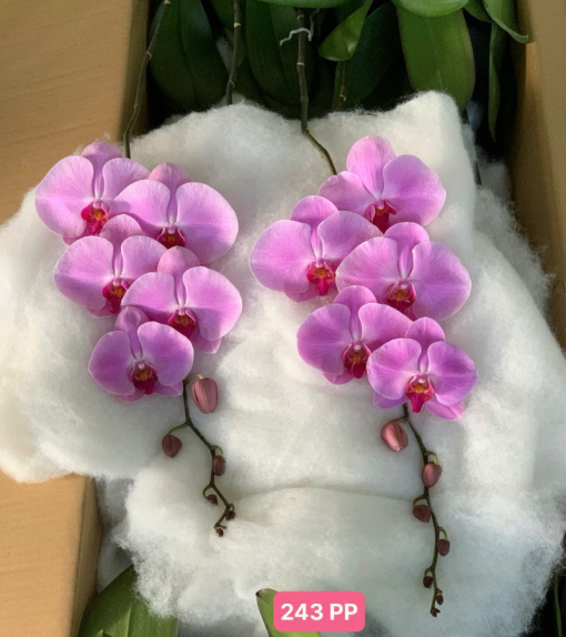 bầu lan hồ điệp rời tự trang trí tại Hà Nội
