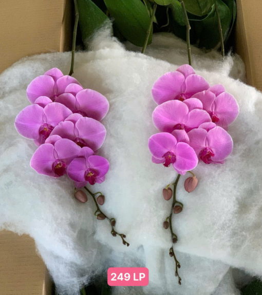 bầu lan hồ điệp rời tự trang trí tại Hà Nội
