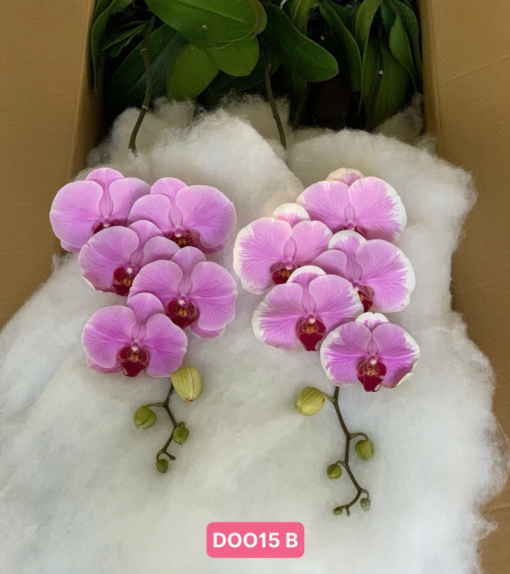bầu lan hồ điệp rời tự trang trí tại Hà Nội