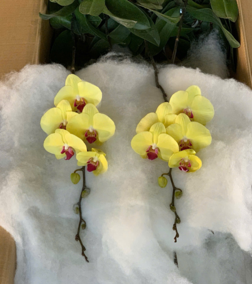 bầu lan hồ điệp rời tự trang trí tại Hà Nội