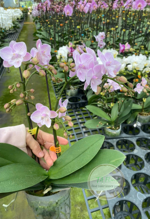 bán bầu lan hồ điệp mini tại Hà Nội