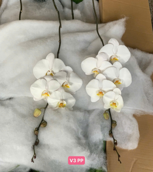 bầu lan hồ điệp rời tự trang trí tại Hà Nội