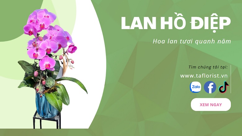 đặt lan hồ điệp online tại Hà Nội