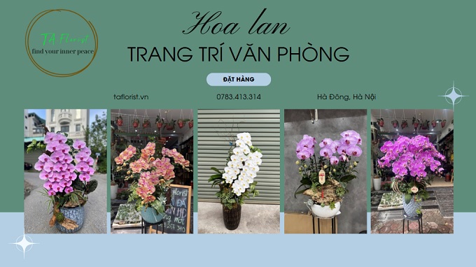Đặt chậu lan hồ điệp trang trí văn phòng tại Hà Nội
