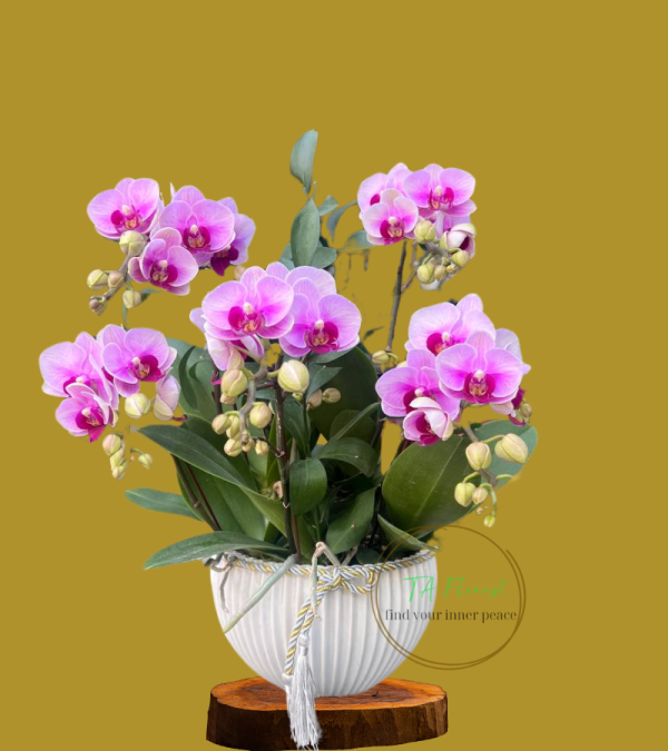 mẫu chậu lan hồ điệp nhỏ gọn