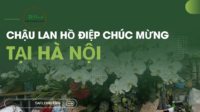 chậu lan hồ điệp chúc mừng tại Hà Nội