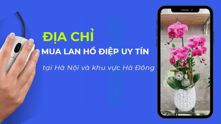 Địa chỉ mua lan hồ điệp uy tín tại Hà Đông Hà Nội