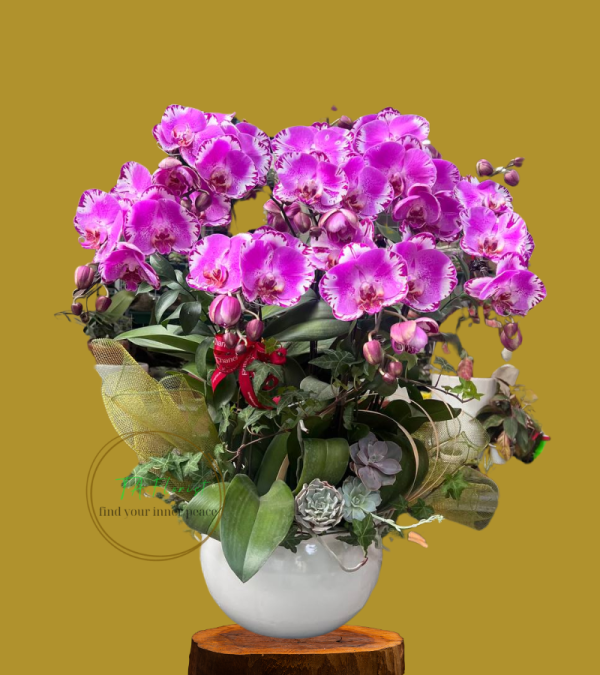 chậu lan hồ điệp bản đồ tại Hà Nội