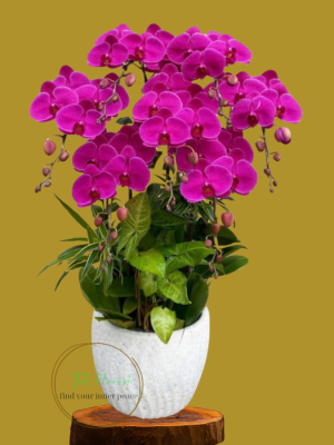 chậu lan hồ điệp đỏ trang trí cơ bản tại Hà Nội