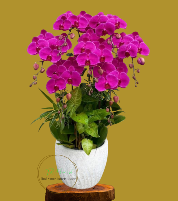 chậu lan hồ điệp đỏ trang trí cơ bản tại Hà Nội