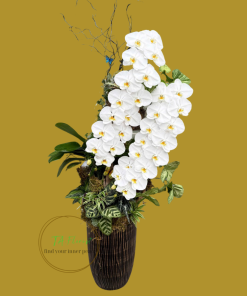 chậu tiểu cảnh lan hồ điệp trắng ghép trên lũa tại Hà Nội