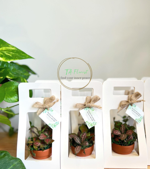 quà tặng cây xanh đựng túi giấy trắng