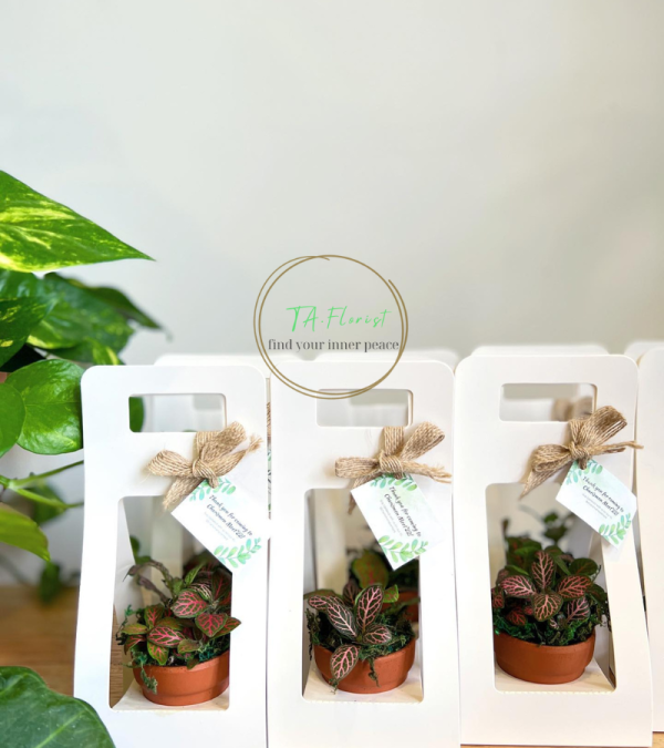 quà tặng cây xanh đựng túi giấy trắng