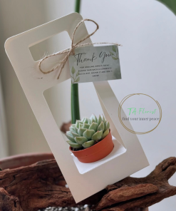quà tặng cây xanh đựng túi giấy trắng, quà tặng sự kiện