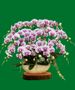 thuyền hoa lan hồ điệp hiện đại