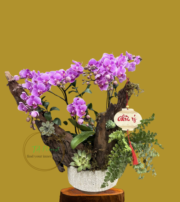 tiểu cảnh lan hồ điệp tím sen đá lũa