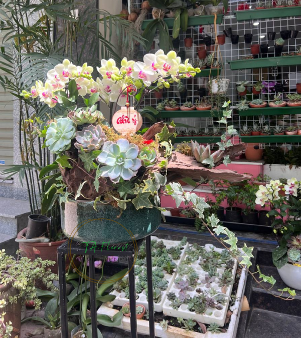 tiểu cảnh chậu lan hồ điệp mini biếu tặng tại Hà Nội