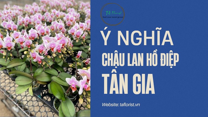 ý nghĩa chậu lan hồ điệp tân gia