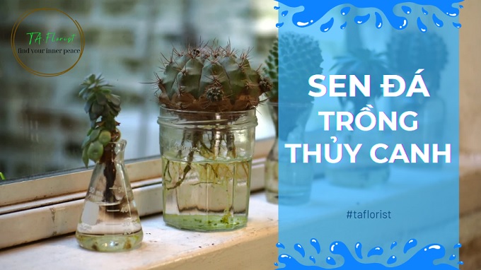 sen đá trồng thủy canh