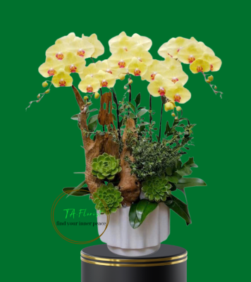 chậu lan hồ điệp vàng 5 ngồng hoa