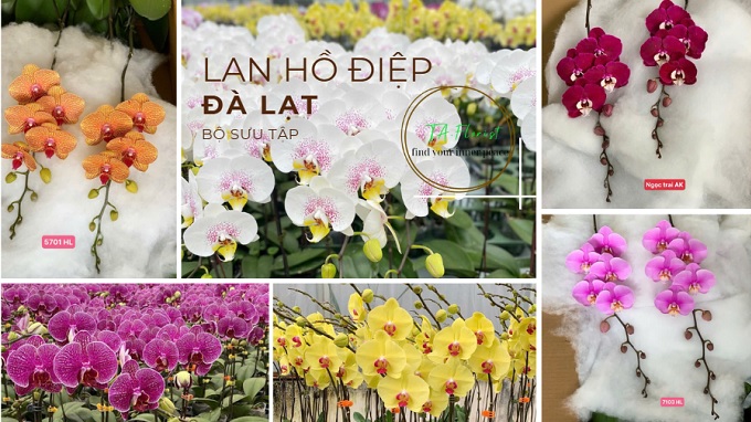 lan hồ điệp Đà Lạt có nhiều mẫu mã và chất lượng tốt