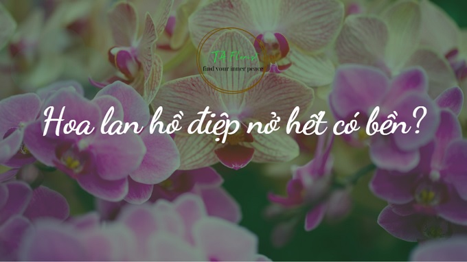 hoa lan hồ điệp có bền hay không