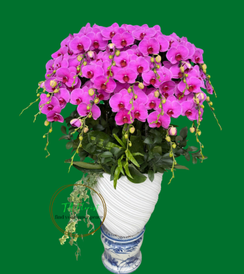 mẫu lan hồ điệp Hà Nội