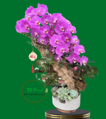 chậu lũa lan hồ điệp bonsai