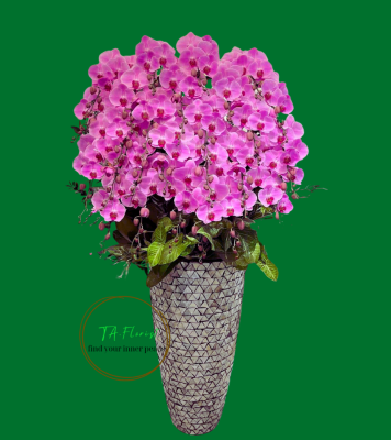 chậu lan hồ điệp đại sảnh