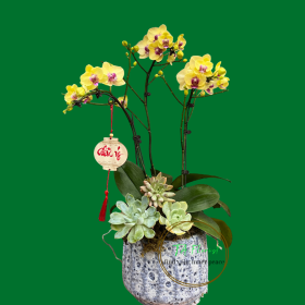 mẫu chậu lan hồ điệp màu vàng tại Hà Nội