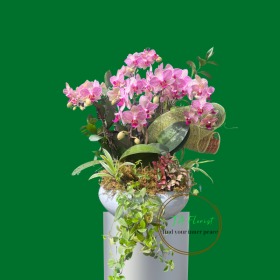 mẫu chậu lan hồ điệp màu hồng tại Hà Nội