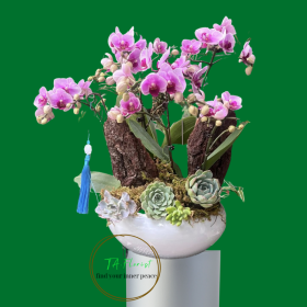 mẫu chậu lan hồ điệp màu hồng tại Hà Nội