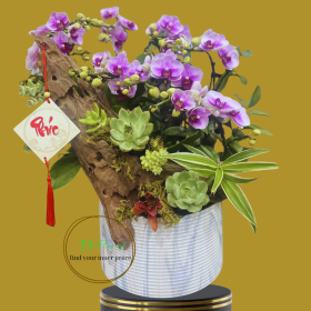 chậu lũa lan hồ điệp mini