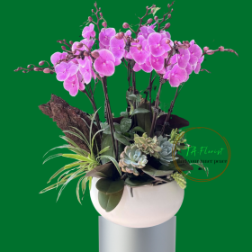 mẫu chậu lan hồ điệp màu hồng tại Hà Nội