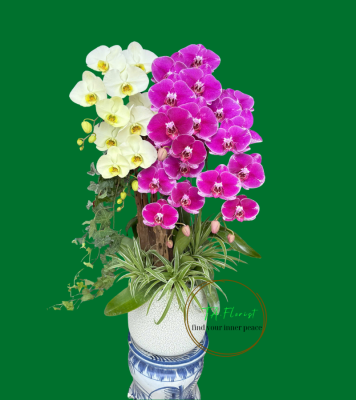 mẫu chậu lan hồ điệp mix màu tại Hà Nội