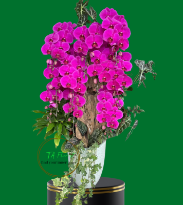 mẫu lan hồ điệp Hà Nội