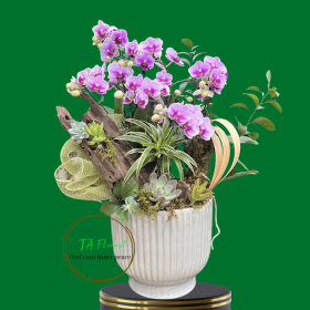 chậu tiểu hồ điệp mini để bàn