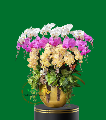chậu lan hồ điệp mix màu sang trọng