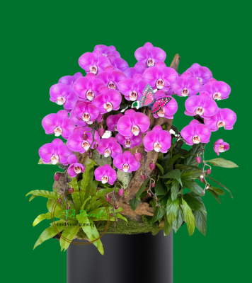 mẫu lan hồ điệp Hà Nội