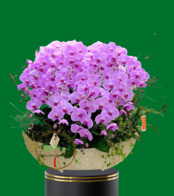 thuyền hoa lan hồ điệp cao cấp